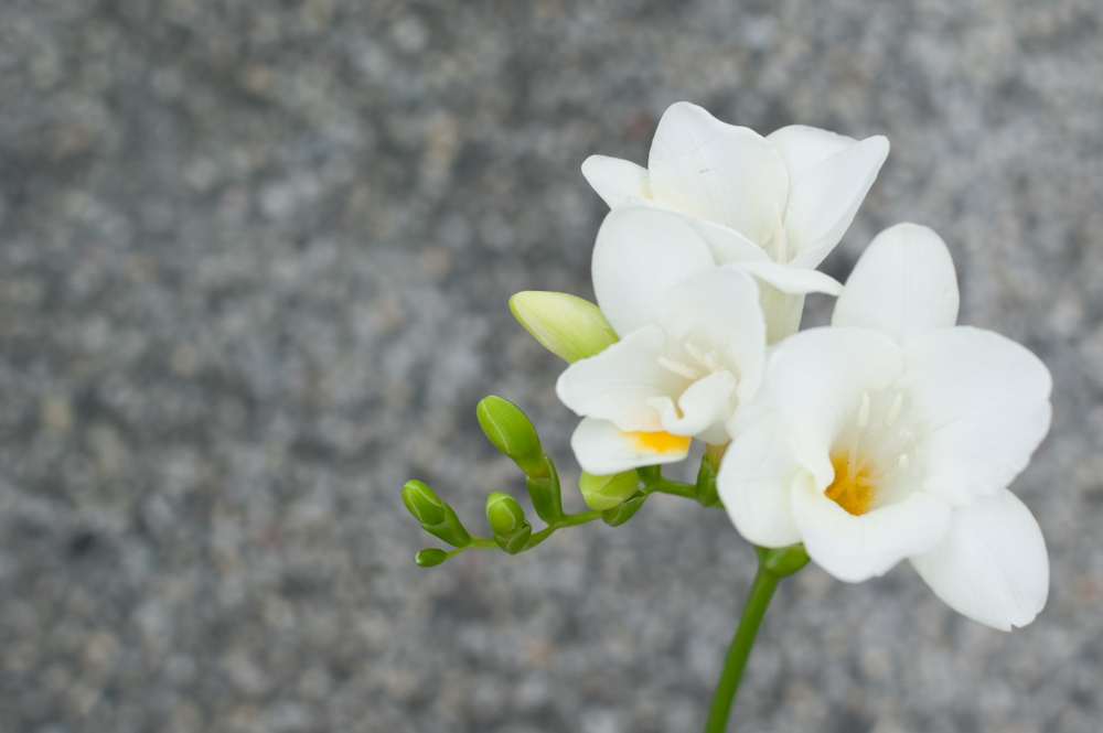 shutterstock_1073119418