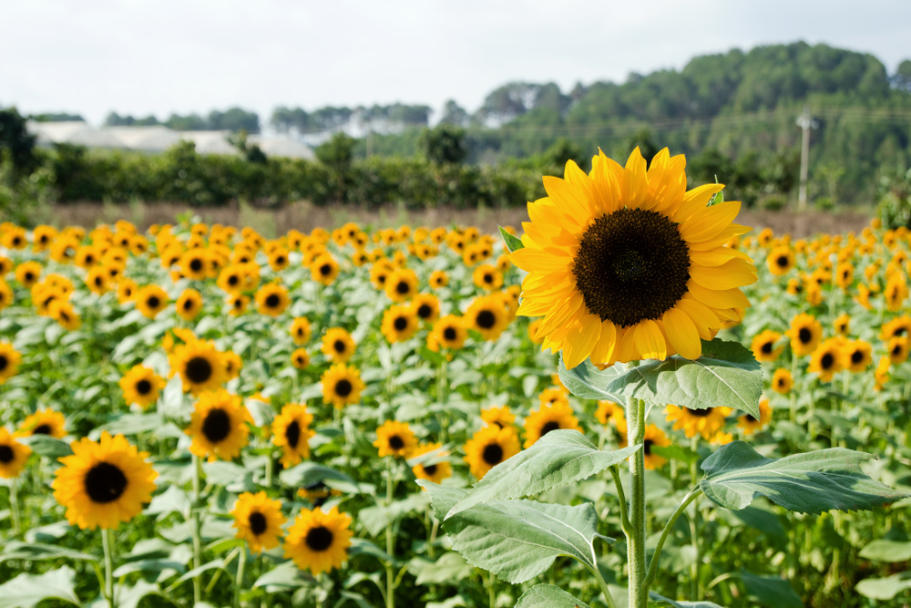 shutterstock_1095562418