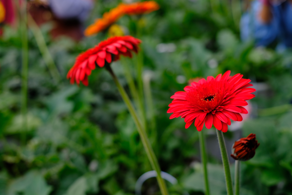 shutterstock_1096682945