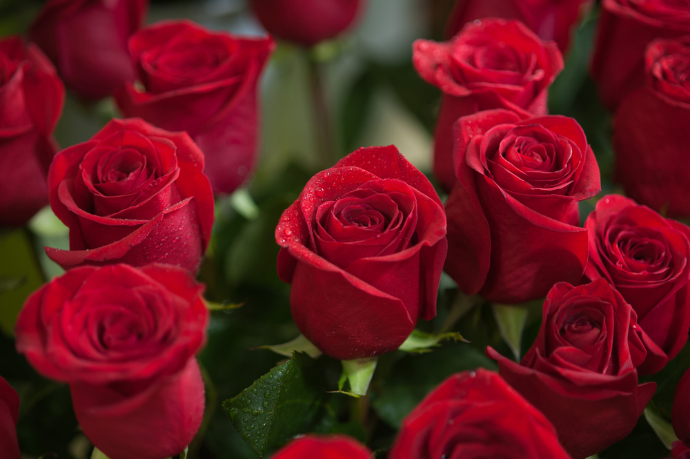 shutterstock_125824514
