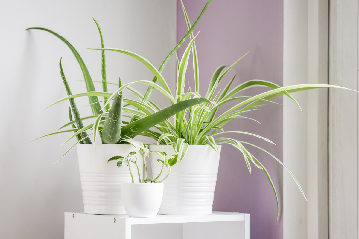 Purify the air in your home